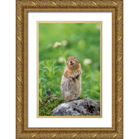 AK, Hatcher Pass Arctic ground squirrel on rock Gold Ornate Wood Framed Art Print with Double Matting by Welling, Dave