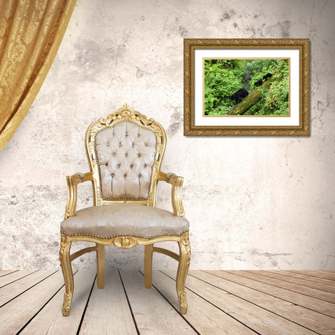 USA, Alaska Black bear cubs follow mother on log Gold Ornate Wood Framed Art Print with Double Matting by Rotenberg, Nancy