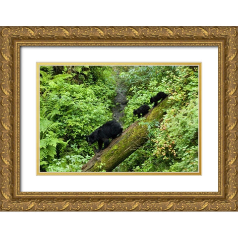 USA, Alaska Black bear cubs follow mother on log Gold Ornate Wood Framed Art Print with Double Matting by Rotenberg, Nancy