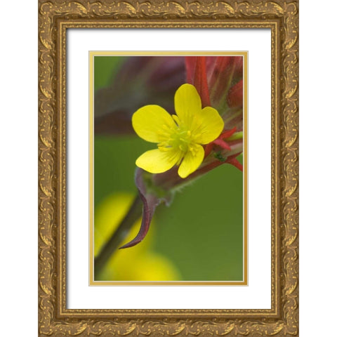 Alaska Buttercup and paintbrush flowers Gold Ornate Wood Framed Art Print with Double Matting by Rotenberg, Nancy