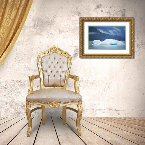 AK, Inside Passage Bald eagle perched on ice Gold Ornate Wood Framed Art Print with Double Matting by Rotenberg, Nancy