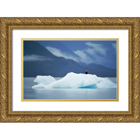 AK, Inside Passage Bald eagle perched on ice Gold Ornate Wood Framed Art Print with Double Matting by Rotenberg, Nancy