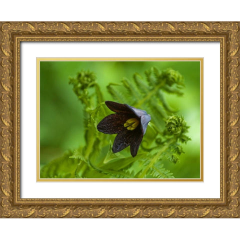 Alaska, Inside Passage Chocolate lily and fern Gold Ornate Wood Framed Art Print with Double Matting by Rotenberg, Nancy