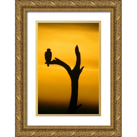 Alaska, Homer Bald eagle resting on dead tree Gold Ornate Wood Framed Art Print with Double Matting by Morris, Arthur