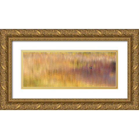 AK, Denali NP Duck with reed reflections Gold Ornate Wood Framed Art Print with Double Matting by Morris, Arthur