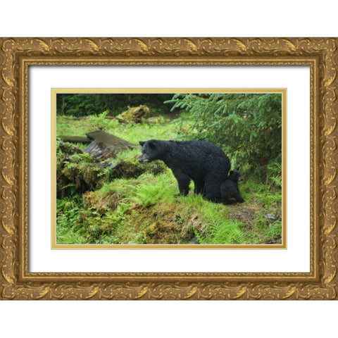 AK, Inside Passage Black bear mother and cub Gold Ornate Wood Framed Art Print with Double Matting by Rotenberg, Nancy