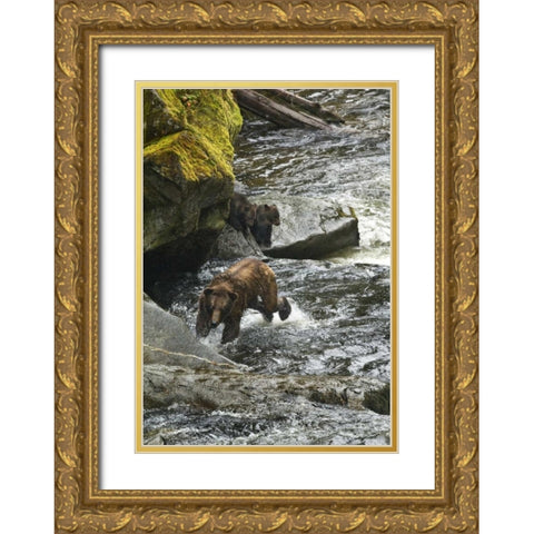 AK, Mother grizzly bear with cubs in Anan Creek Gold Ornate Wood Framed Art Print with Double Matting by Rotenberg, Nancy