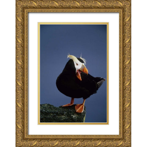 AK, Pribilof Islands Lone puffin on rock ledge Gold Ornate Wood Framed Art Print with Double Matting by Williams, Joanne