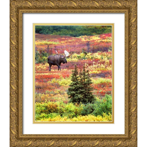 AK, Denali NP Bull moose and autumn tundra Gold Ornate Wood Framed Art Print with Double Matting by Kelley, David