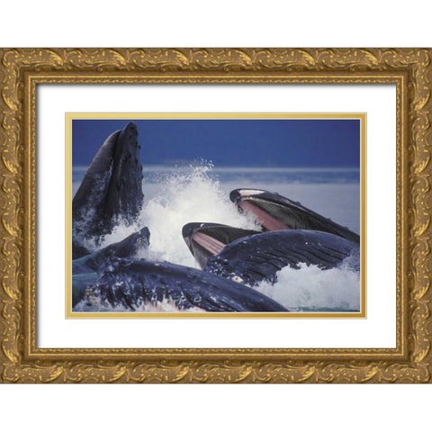 Alaska, Juneau Humpback whales bubble net feed Gold Ornate Wood Framed Art Print with Double Matting by Anon, Josh