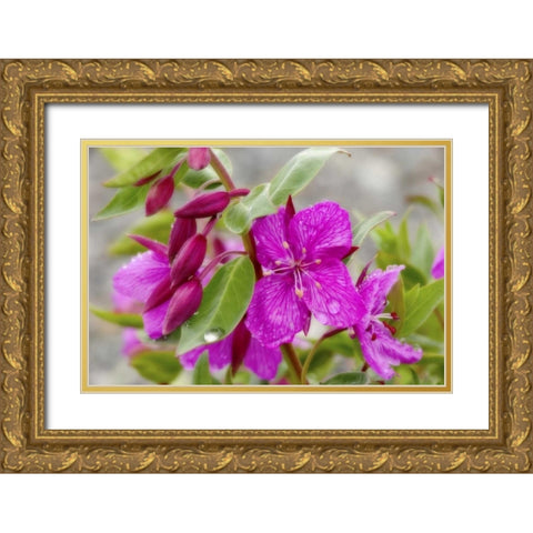 AK, Alsek-Tatshenshini Dwarf fireweed flower Gold Ornate Wood Framed Art Print with Double Matting by Paulson, Don