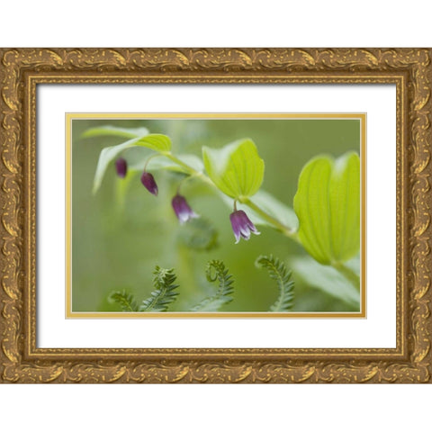 AK, Glacier Bay NP Rosy twisted stalk flower Gold Ornate Wood Framed Art Print with Double Matting by Paulson, Don