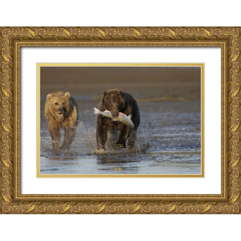 AK, Lake Clark NP Brown bear hunting salmon Gold Ornate Wood Framed Art Print with Double Matting by Morris, Arthur