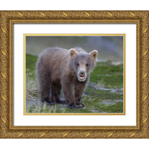 AK, Lake Clark NP Brown bear spring cub Gold Ornate Wood Framed Art Print with Double Matting by Morris, Arthur