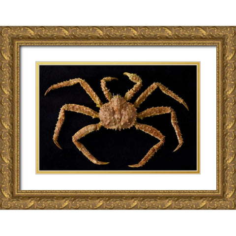 AK, Petersburg Alaskan king crab  Gold Ornate Wood Framed Art Print with Double Matting by Paulson, Don
