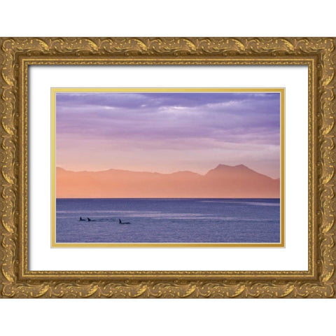 Alaska, Ketchikan Three orcas surface at sunset Gold Ornate Wood Framed Art Print with Double Matting by Paulson, Don