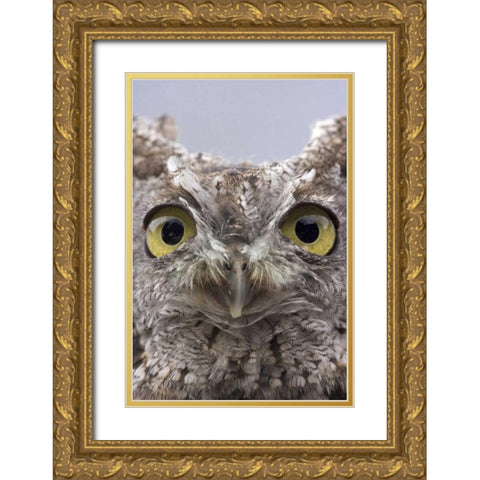 AK, Ketchikan Portrait of western screech owl Gold Ornate Wood Framed Art Print with Double Matting by Paulson, Don