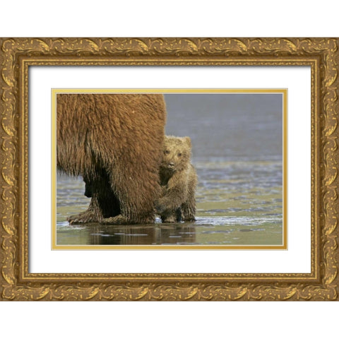 AK, Lake Clark NP Coastal grizzly bear cub Gold Ornate Wood Framed Art Print with Double Matting by Illg, Cathy and Gordon