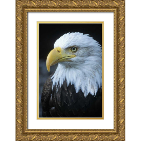 Alaska, Inside Passage Adult bald eagle portrait Gold Ornate Wood Framed Art Print with Double Matting by Rotenberg, Nancy