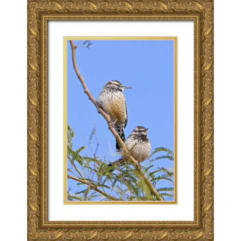 Arizona, Phoenix Cactus wren pair on limb Gold Ornate Wood Framed Art Print with Double Matting by Lord, Fred