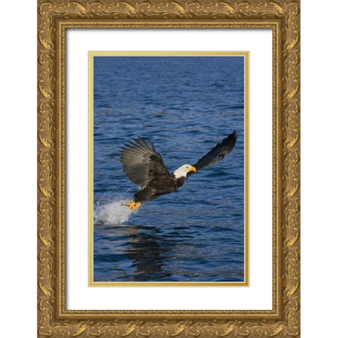 AK, Kachemak Bay SP, Bald eagle with fish Gold Ornate Wood Framed Art Print with Double Matting by Grall, Don