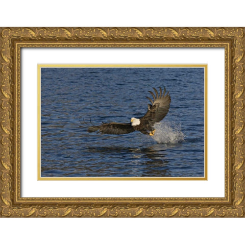 AK, Kachemak Bay SP, Bald eagle with fish Gold Ornate Wood Framed Art Print with Double Matting by Grall, Don