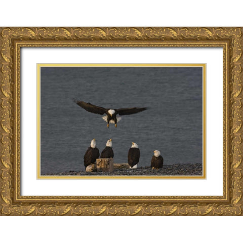 AK, Kachemak Bay, Homer Spit Bald eagle landing Gold Ornate Wood Framed Art Print with Double Matting by Grall, Don