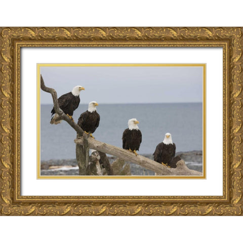 AK, Kachemak Bay Bald eagles on driftwood Gold Ornate Wood Framed Art Print with Double Matting by Grall, Don