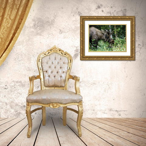 Alaska, Icy Bay Bull moose grazing in the woods Gold Ornate Wood Framed Art Print with Double Matting by Williams, Joanne