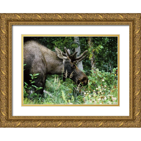 Alaska, Icy Bay Bull moose grazing in the woods Gold Ornate Wood Framed Art Print with Double Matting by Williams, Joanne