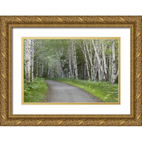 AK, Douglas Island Road through alder trees Gold Ornate Wood Framed Art Print with Double Matting by Paulson, Don