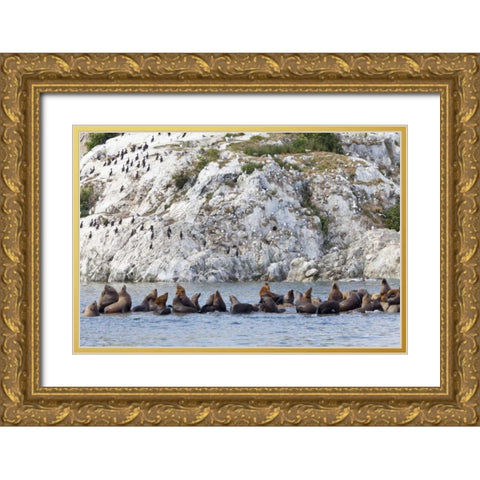 AK, Glacier Bay NP Resting Steller sea lions Gold Ornate Wood Framed Art Print with Double Matting by Paulson, Don