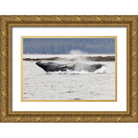 AK, Frederick Sound Humpback whale lunging Gold Ornate Wood Framed Art Print with Double Matting by Paulson, Don