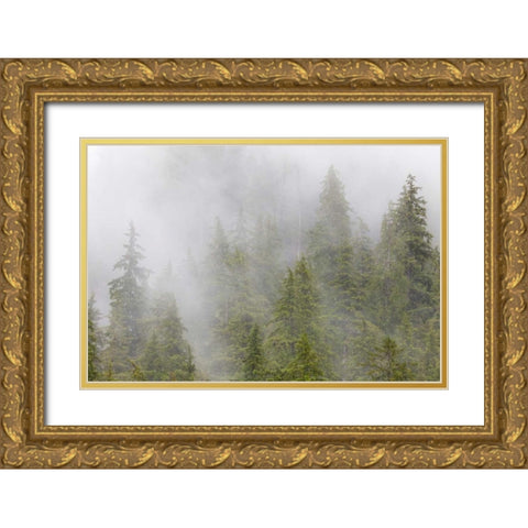 Alaska Fog in spruce and hemlock forest Gold Ornate Wood Framed Art Print with Double Matting by Paulson, Don