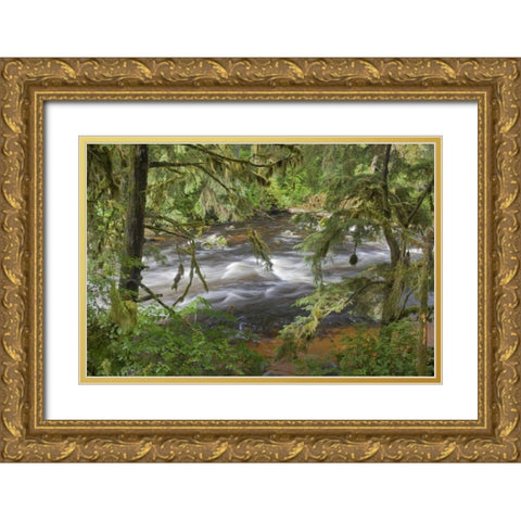 Alaska, Anan Creek Creek between cypress trees Gold Ornate Wood Framed Art Print with Double Matting by Paulson, Don