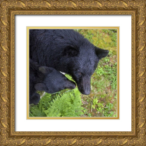 Alaska, Anan Creek Mother bear and cub Gold Ornate Wood Framed Art Print with Double Matting by Paulson, Don