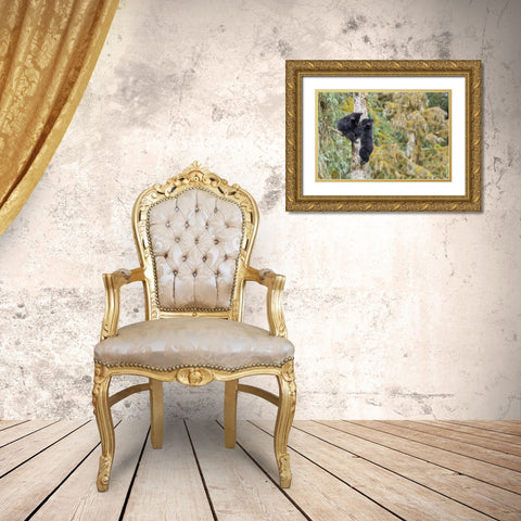 Alaska, Anan Creek Two black bear cubs in a tree Gold Ornate Wood Framed Art Print with Double Matting by Paulson, Don