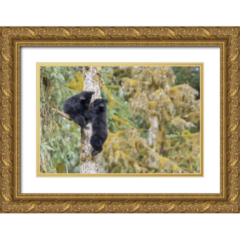 Alaska, Anan Creek Two black bear cubs in a tree Gold Ornate Wood Framed Art Print with Double Matting by Paulson, Don
