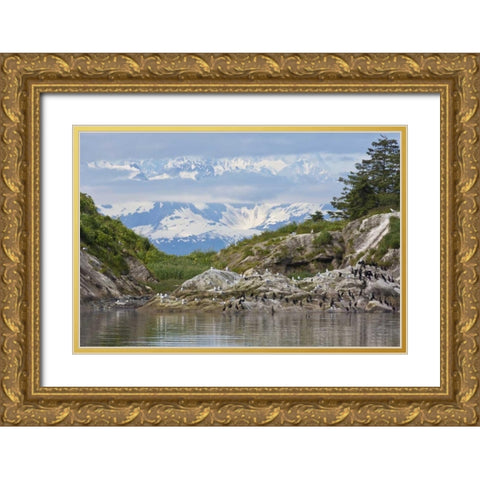 AK, Glacier Bay NP Cormorants on rocks Gold Ornate Wood Framed Art Print with Double Matting by Paulson, Don