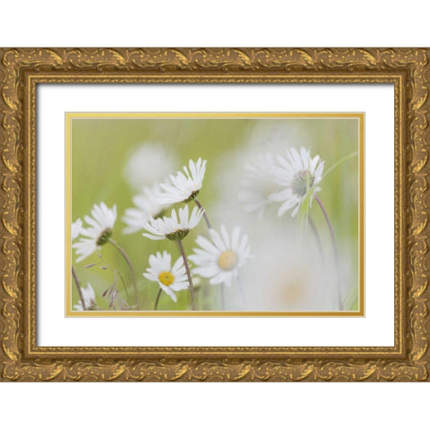 Alaska, Glacier Bay Arctic daisies in Dundas Bay Gold Ornate Wood Framed Art Print with Double Matting by Paulson, Don