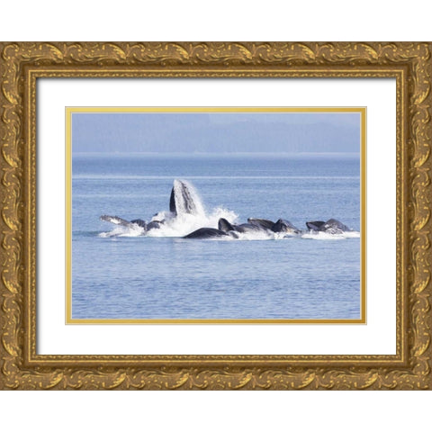 Alaska, Freshwater Bay Humpback whales feeding Gold Ornate Wood Framed Art Print with Double Matting by Paulson, Don