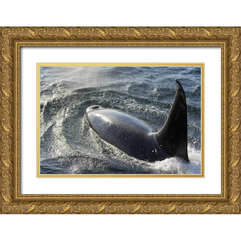 Alaska, Tenakee Springs Orca whale diving Gold Ornate Wood Framed Art Print with Double Matting by Paulson, Don