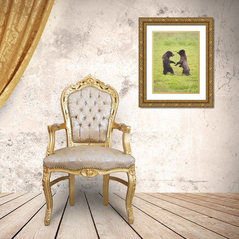 AK, Tongass NF, Two brown bear cubs play-fighting Gold Ornate Wood Framed Art Print with Double Matting by Paulson, Don