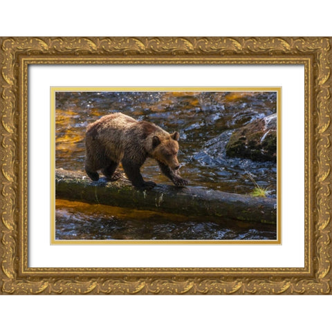 AK, Tongass NF Grizzly bear on log hunting Gold Ornate Wood Framed Art Print with Double Matting by Illg, Cathy and Gordon