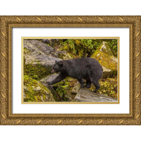 AK, Tongass NF Black bear walking among boulders Gold Ornate Wood Framed Art Print with Double Matting by Illg, Cathy and Gordon
