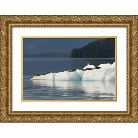Alaska, Tongass NF Harbor seals on iceberg Gold Ornate Wood Framed Art Print with Double Matting by Illg, Cathy and Gordon