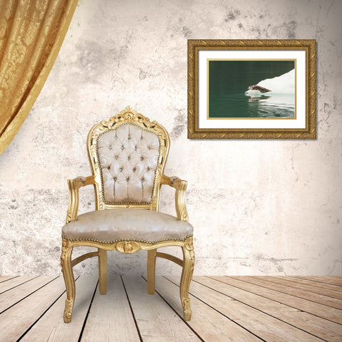 Alaska, Tongass NF Lone harbor seal on iceberg Gold Ornate Wood Framed Art Print with Double Matting by Illg, Cathy and Gordon