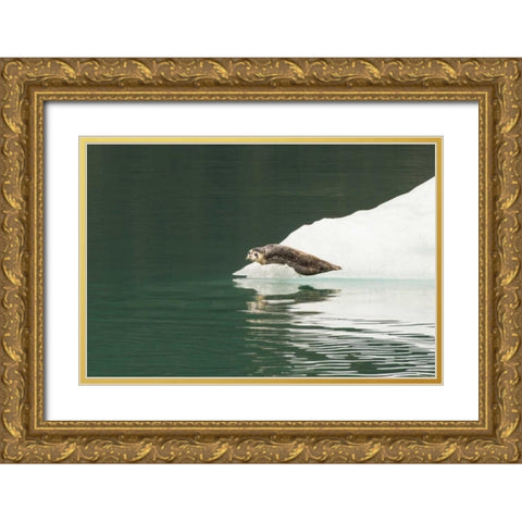 Alaska, Tongass NF Lone harbor seal on iceberg Gold Ornate Wood Framed Art Print with Double Matting by Illg, Cathy and Gordon
