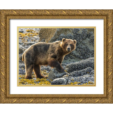 USA, Alaska, Glacier Bay NP Brown bear on beach Gold Ornate Wood Framed Art Print with Double Matting by Paulson, Don