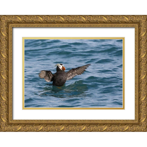 Alaska, Glacier Bay NP Tufted puffin in water Gold Ornate Wood Framed Art Print with Double Matting by Paulson, Don